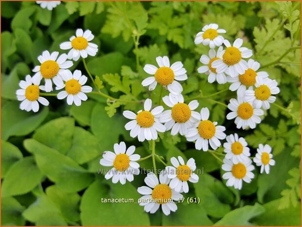 Tanacetum parthenium | Moederkruid | Mutterkraut