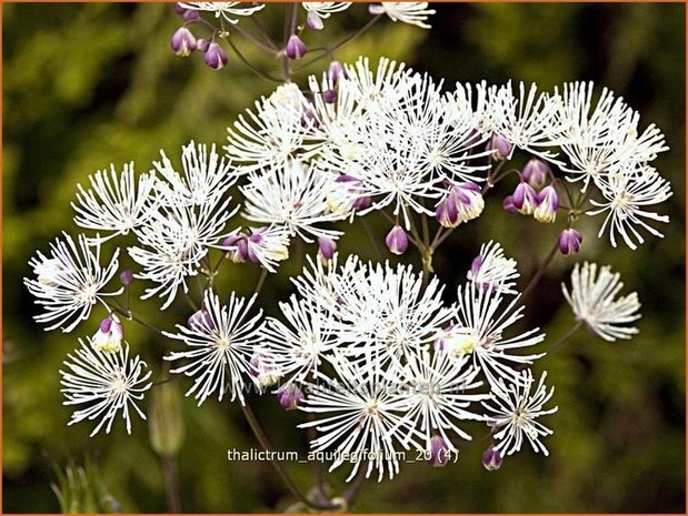 Thalictrum aquilegifolium | Akeleiruit, Akeleibladige ruit, Ruit | Akeleiblättrige Wiesenraute | Columbine Meadow Rue