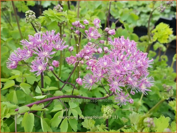 Thalictrum aquilegifolium | Akeleiruit, Ruit | Akeleiblättrige Wiesenraute