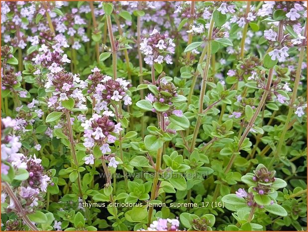 Thymus citriodorus 'Lemon Supreme' | Citroentijm, Tijm | Zitronen-Thymian