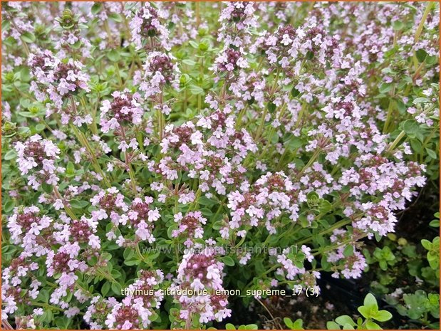 Thymus citriodorus 'Lemon Supreme' | Citroentijm, Tijm | Zitronen-Thymian