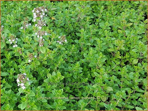 Thymus citriodorus 'Lemon Supreme' | Citroentijm, Tijm | Zitronen-Thymian