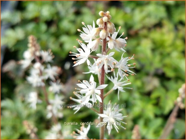 Tiarella cordifolia 'Eco' | Schuimbloem, Perzische muts | Herzblättrige Schaumblüte