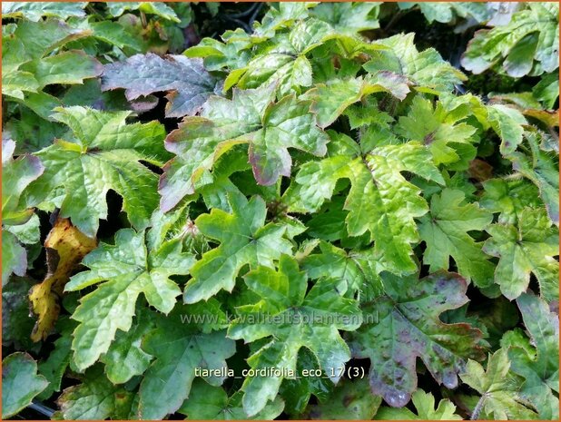 Tiarella cordifolia 'Eco' | Schuimbloem, Perzische muts | Herzblättrige Schaumblüte