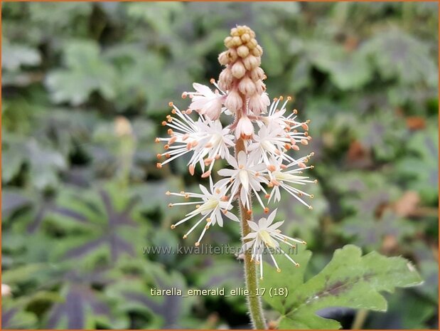 Tiarella 'Emerald Ellie' | Schuimbloem, Perzische muts | Schaumbl&uuml;te