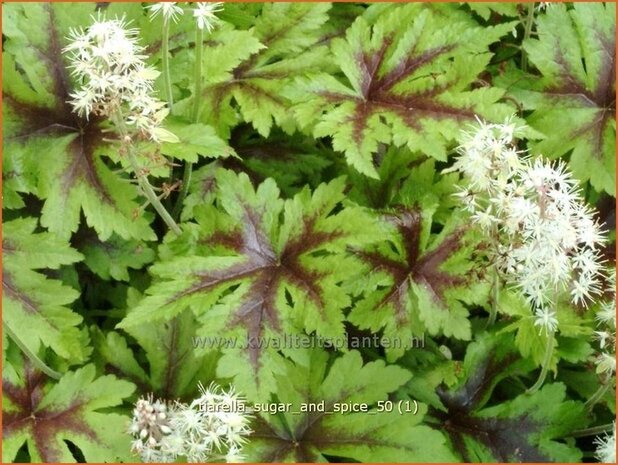 Tiarella 'Sugar and Spice' | Schuimbloem, Perzische muts | Schaumblüte
