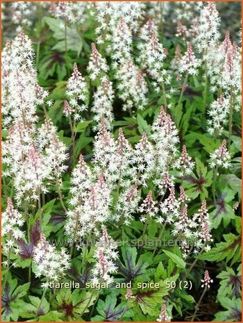 Tiarella 'Sugar and Spice' | Schuimbloem, Perzische muts | Schaumblüte