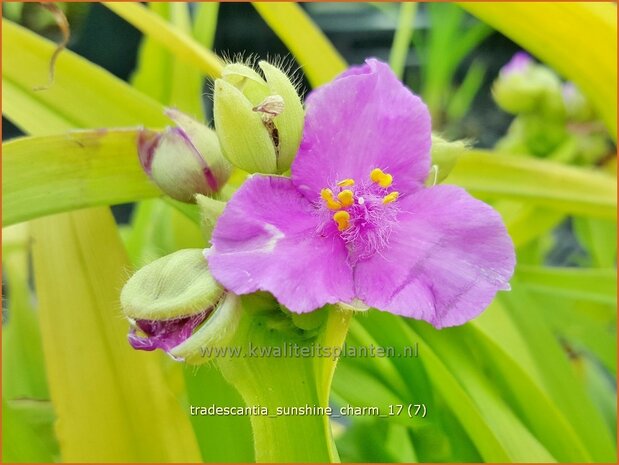 Tradescantia 'Sunshine Charm' | Eendagsbloem, Vaderplant, Matrozensla | Dreimasterblume