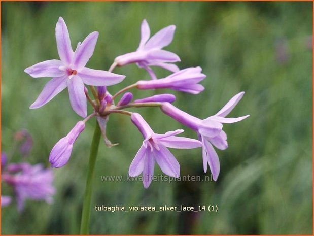 Tulbaghia violacea 'Silver Lace' | Wilde knoffel, Kaapse knoflook | Zimmerknoblauch