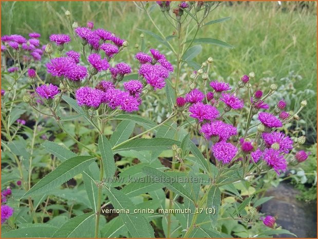Vernonia crinita 'Mammuth' | IJzerkruid | Arkansas-Scheinaster
