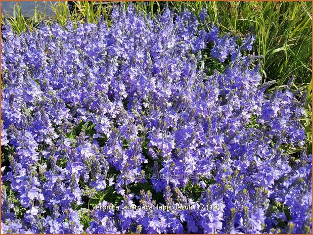 Veronica austriaca 'Lapis Lazuli' | Brede ereprijs, Ereprijs | Österreichischer Ehrenpreis