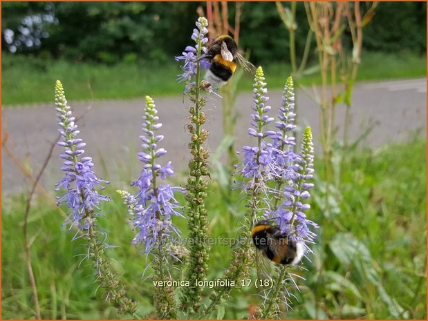 Veronica longifolia | Lange ereprijs, Ereprijs | Langblättriger Ehrenpreis