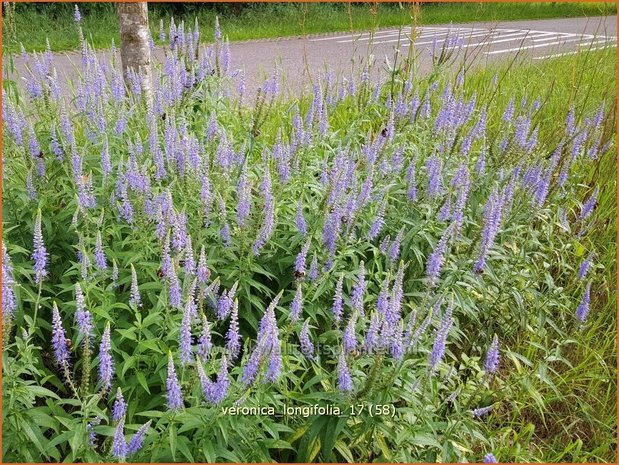 Veronica longifolia | Lange ereprijs, Ereprijs | Langblättriger Ehrenpreis