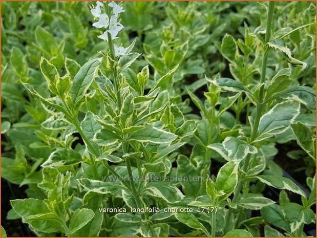 Veronica longifolia 'Charlotte' | Lange ereprijs, Ereprijs | Langblättriger Ehrenpreis