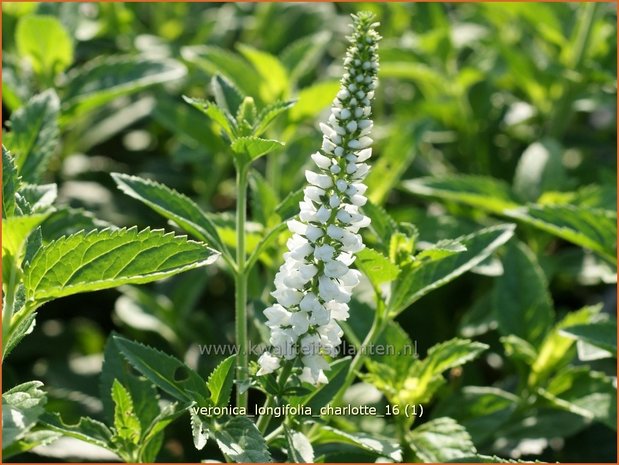 Veronica longifolia 'Charlotte' | Lange ereprijs, Ereprijs | Langblättriger Ehrenpreis