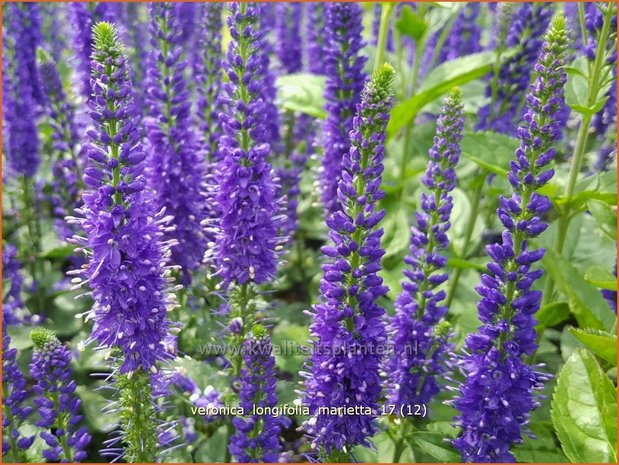 Veronica longifolia 'Marietta' | Lange ereprijs, Ereprijs | Langblättriger Ehrenpreis