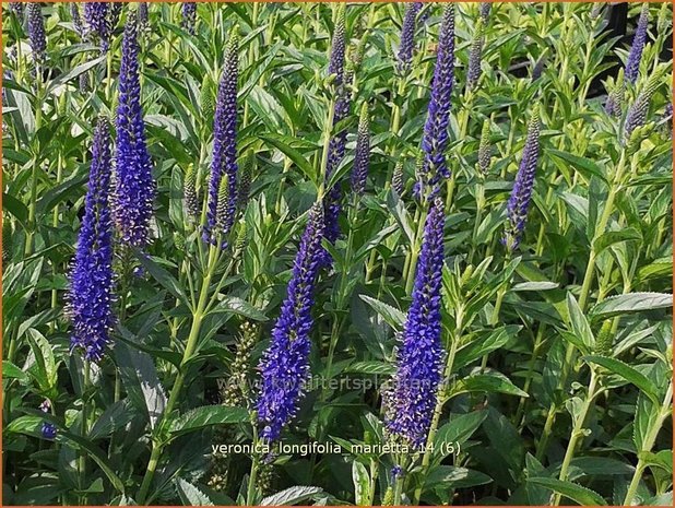 Veronica longifolia 'Marietta' | Lange ereprijs, Ereprijs | Langblättriger Ehrenpreis