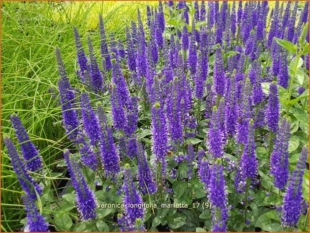 Veronica longifolia 'Marietta' | Lange ereprijs, Ereprijs | Langblättriger Ehrenpreis