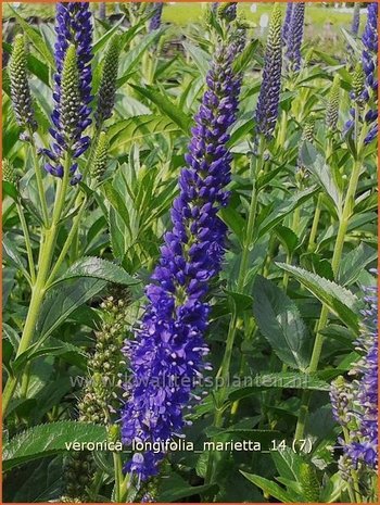 Veronica longifolia 'Marietta' | Lange ereprijs, Ereprijs | Langblättriger Ehrenpreis