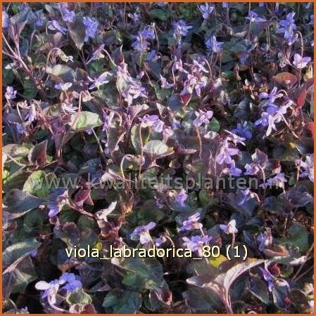 Viola labradorica | Labradorviooltje, Viooltje | Labrador-Veilchen