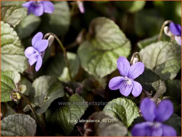 Viola labradorica | Labradorviooltje, Viooltje | Labrador-Veilchen