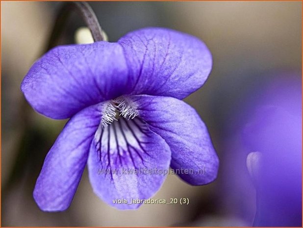 Viola labradorica | Labradorviooltje, Viooltje | Labrador-Veilchen