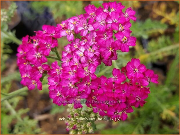 Achillea millefolium 'Heidi' | Duizendblad | Gewöhnliche Schafgarbe | California yarrow