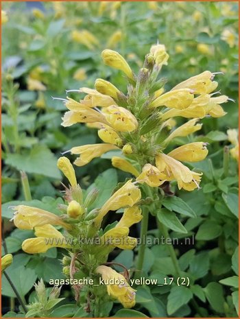 Agastache 'Kudos Yellow' | Dropplant, Anijsnetel | Duftnessel