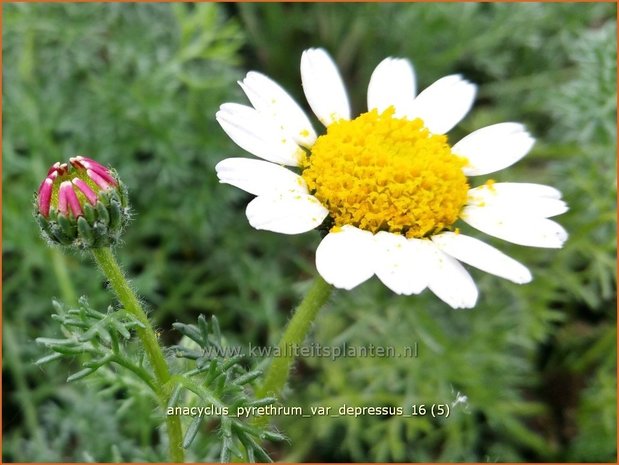 Anacyclus pyrethrum var. depressus | Afrikaanse pyrethrum, Marokkaanse kamille | Kreisblume