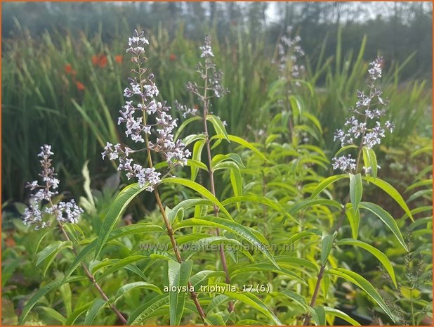 Aloysia triphylla | Citroenverbena | Zitronenverbene