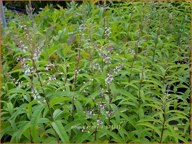 Aloysia triphylla | Citroenverbena | Zitronenverbene