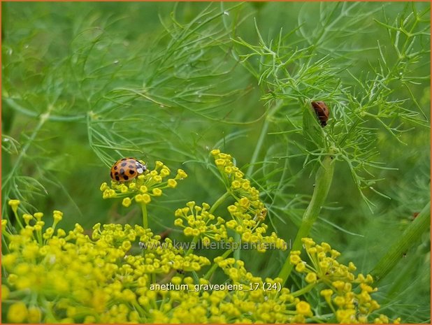 Anethum graveolens | Dille | Dill