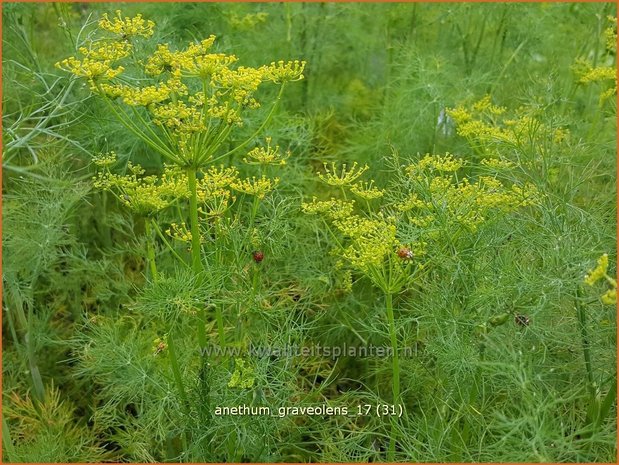 Anethum graveolens | Dille | Dill