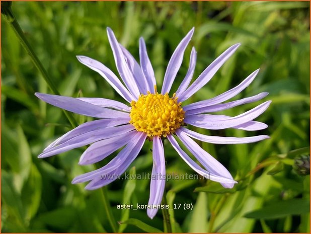 Aster koraiensis | Aster | Aster