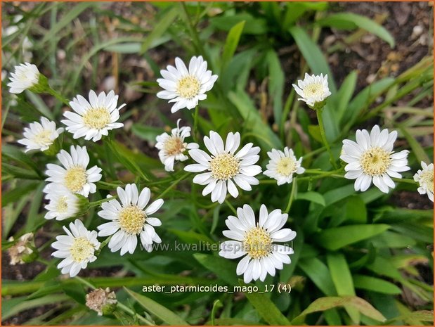 Aster ptarmicoides 'Major' | Aster | Hochland-Aster