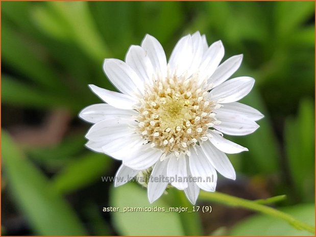 Aster ptarmicoides 'Major' | Aster | Hochland-Aster