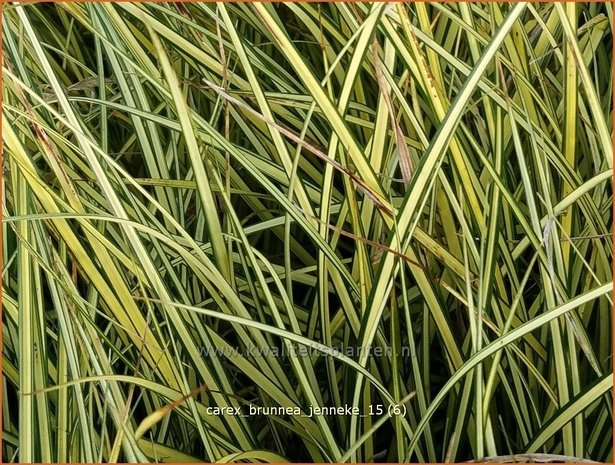 Carex brunnea 'Jenneke' | Zegge | Bräunliche Segge