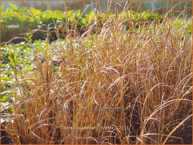 Carex buchananii 'Firefox' | Rode zegge, Zegge | Buchanans braunrote Segge