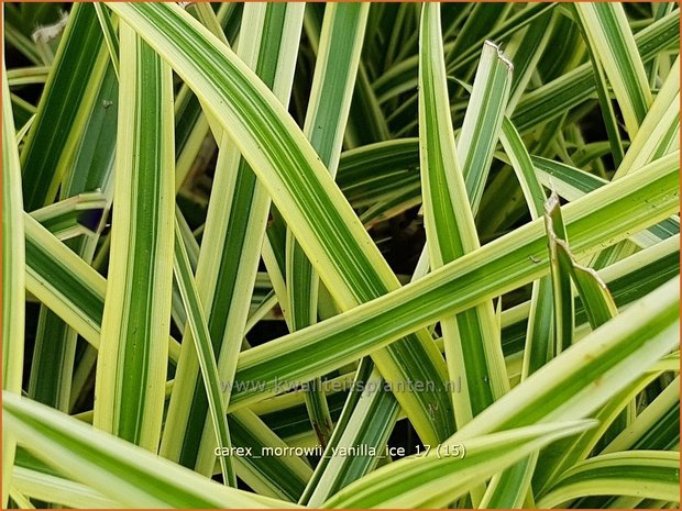 Carex morrowii 'Vanilla Ice' | Japanse zegge, Zegge | Japan-Segge