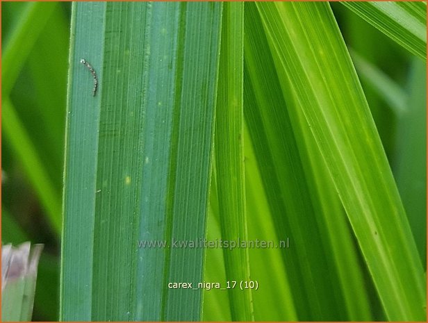 Carex nigra | Zwarte zegge, Zegge | Schwarzbraune Segge