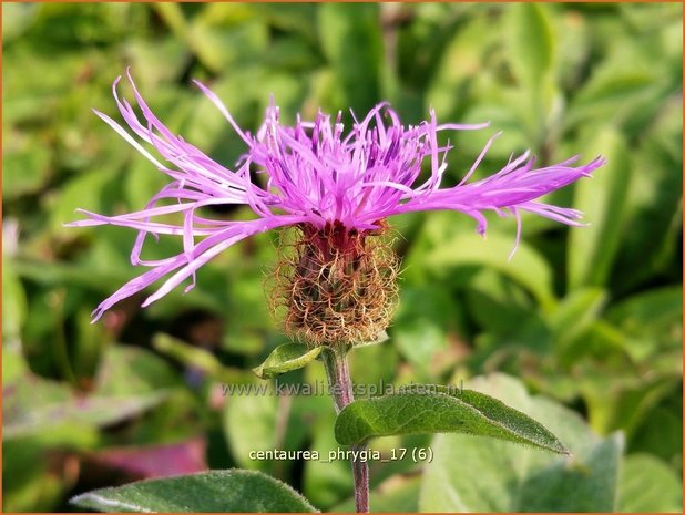 Centaurea phrygia | Korenbloem, Centaurie | Flockenblume