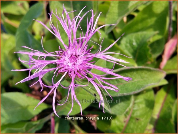 Centaurea phrygia | Korenbloem, Centaurie | Flockenblume