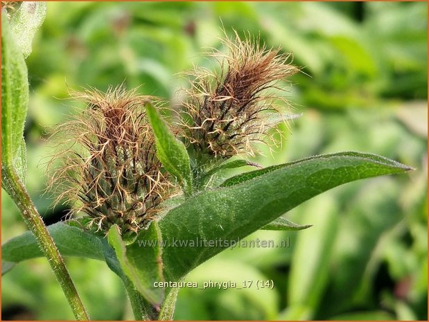 Centaurea phrygia | Korenbloem, Centaurie | Flockenblume