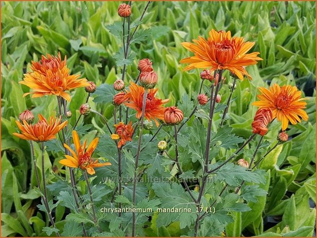 Chrysanthemum 'Mandarine' | Tuinchrysant, Chrysant | Chrysantheme