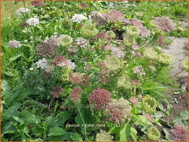Daucus carota 'Dara' | Roze peen, Wilde peen, Peen | Wilde Möhre