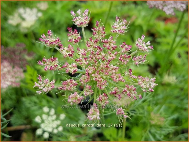Daucus carota 'Dara' | Roze peen, Wilde peen, Peen | Wilde Möhre