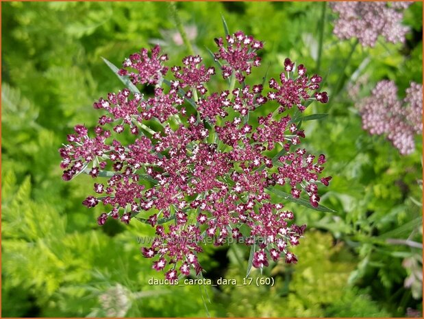 Daucus carota 'Dara' | Roze peen, Wilde peen, Peen | Wilde Möhre