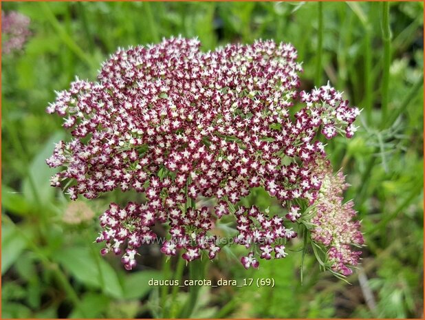 Daucus carota 'Dara' | Roze peen, Wilde peen, Peen | Wilde Möhre