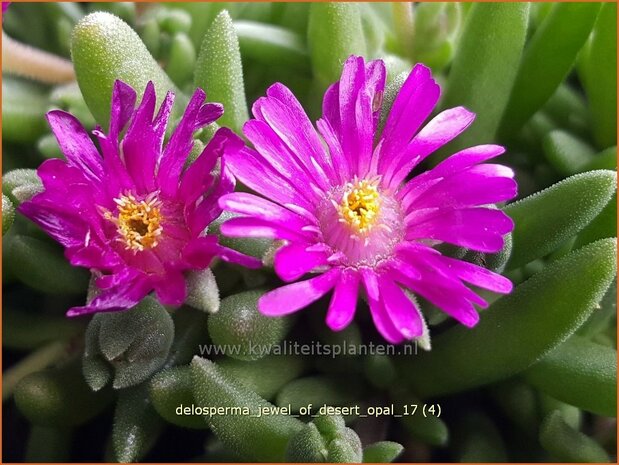 Delosperma 'Jewel of Desert Opal' | IJsbloempje, IJsplant | Mittagsblume