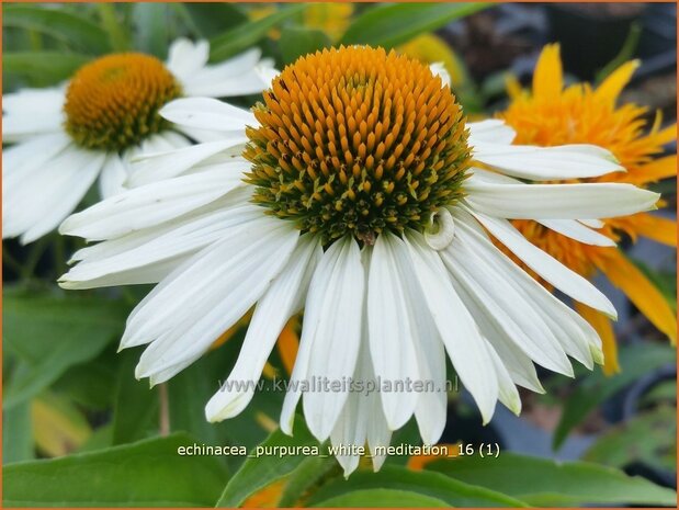 Echinacea purpurea 'White Meditation' | Rode Zonnehoed, Zonnehoed | Roter Sonnenhut